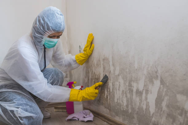 Crawl Space Mold Removal in Hillside Lake, NY