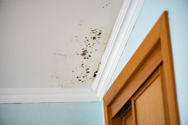Best Mold Testing  in Hillside Lake, NY