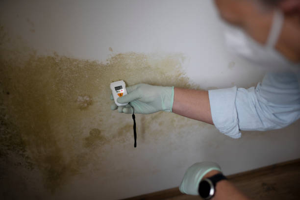 Best Mold Remediation  in Hillside Lake, NY