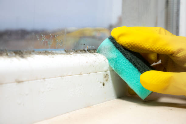 Best Residential Mold Removal  in Hillside Lake, NY