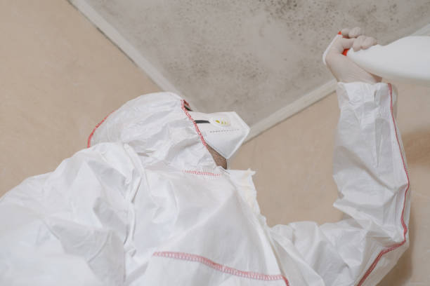 Best Toxic Mold Removal  in Hillside Lake, NY