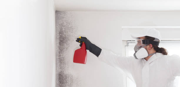 Best Emergency Mold Removal  in Hillside Lake, NY