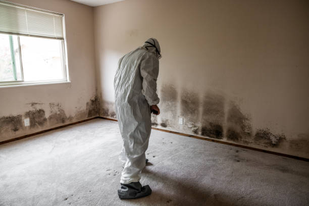 Best Attic Mold Removal  in Hillside Lake, NY