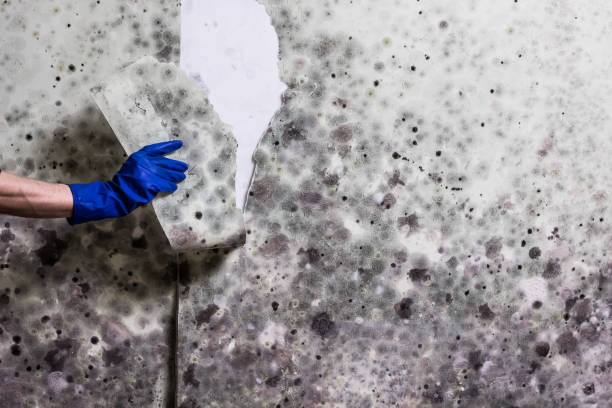 Best Home Mold Removal  in Hillside Lake, NY