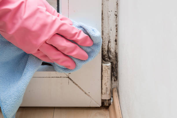 Best Black Mold Removal  in Hillside Lake, NY
