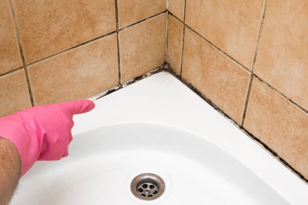 Trusted Hillside Lake, NY Mold Removal Experts